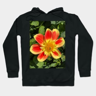 The Bees Knees Hoodie